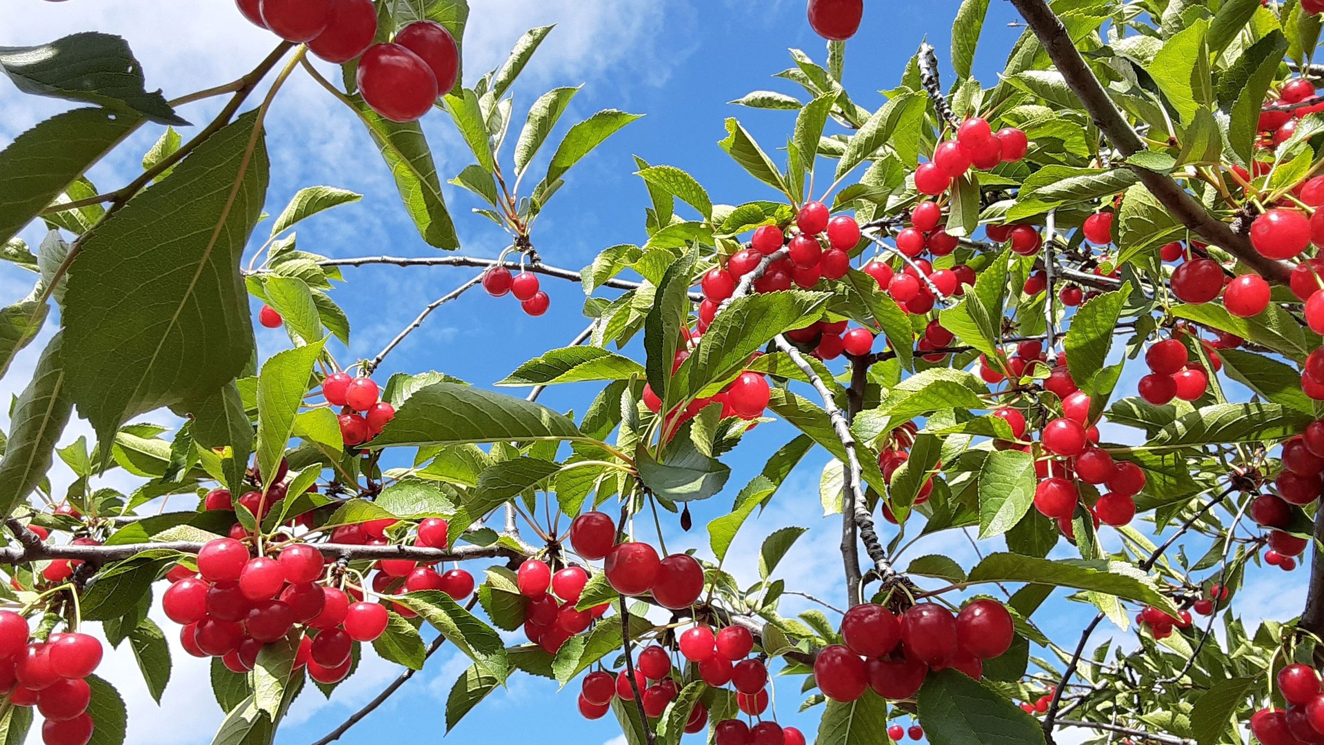 Ripe red cherries hanging from a sunlit branch against a blue sky