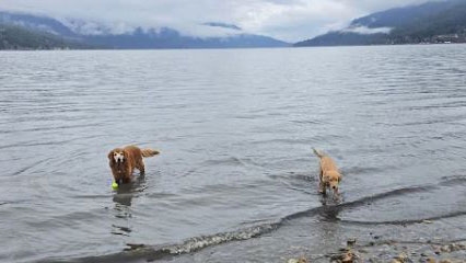 Dogs running and playing at the Canoe Beach off-leash dog park