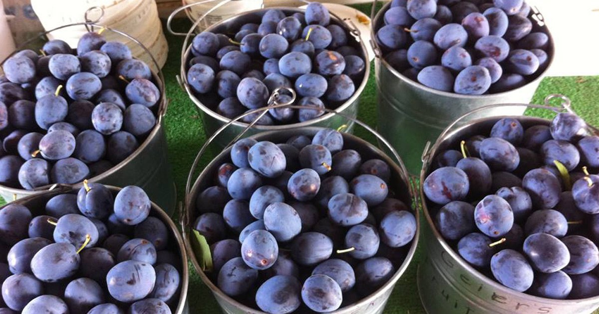Galvanized buckets brimming with fresh-picked Shuswap plums