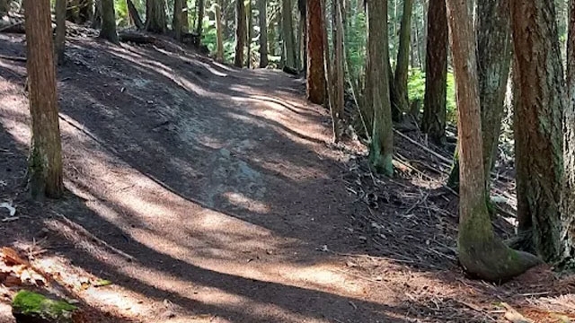 A forest trail to the lookout at Little Mountain Park