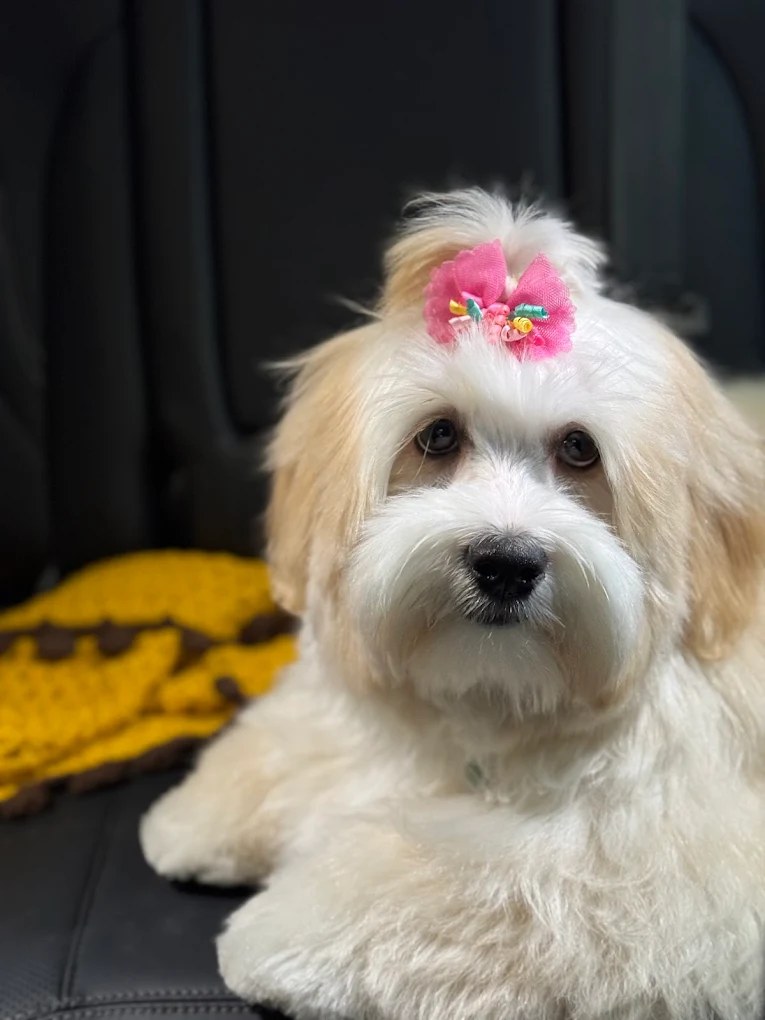 Lori&rsquo;s Doghouse dog grooming and daycare