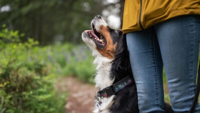 A dog enjoying a lakeside walk