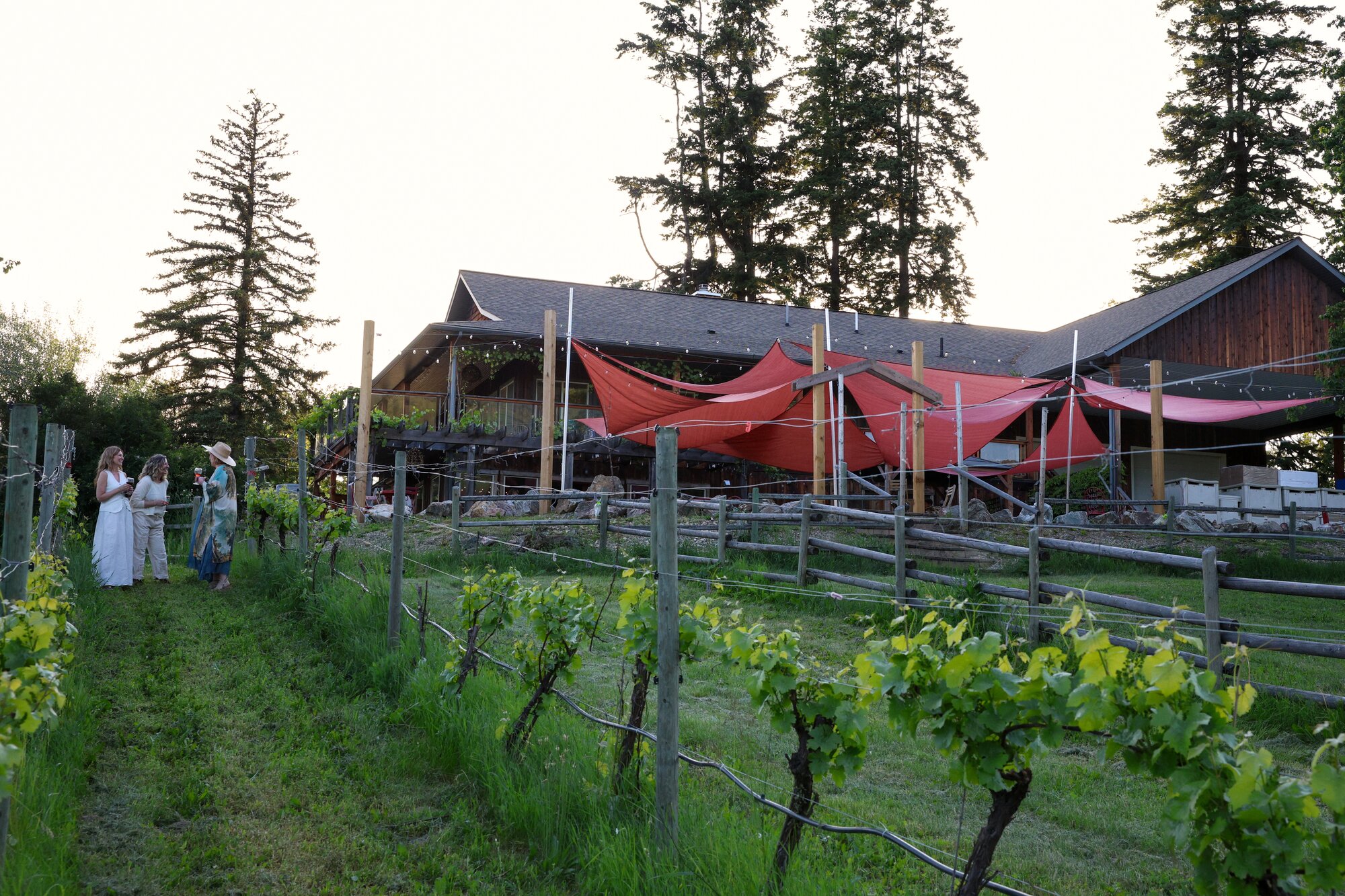 The vineyard rows and patio at Marionette Winery in Salmon Arm