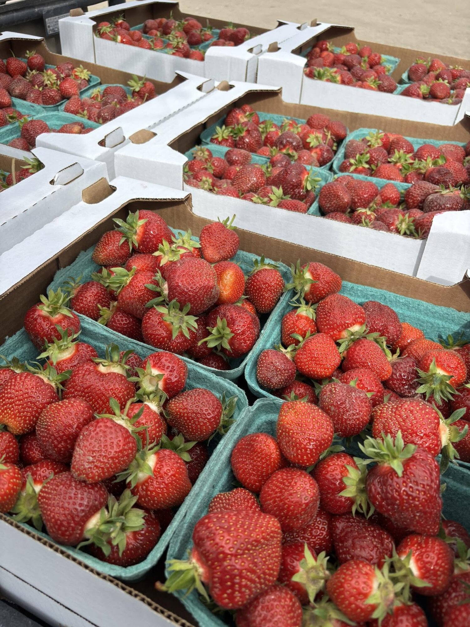 Boxes of fresh-picked strawberries at Sandy Acres Berry Farm