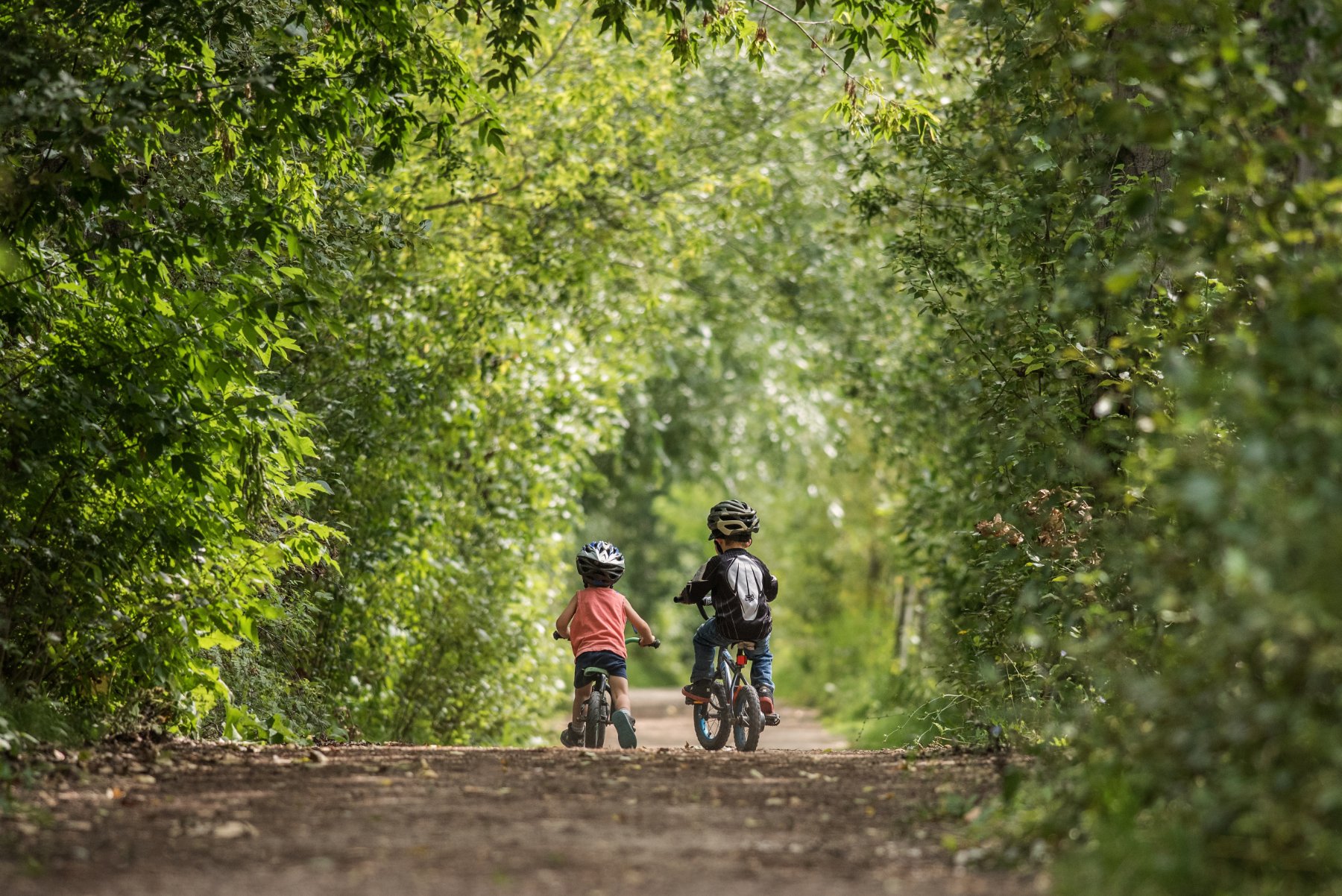 The green, leafy Foreshore Raven Trail in summer